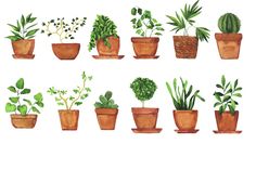 a bunch of potted plants in different shapes and sizes