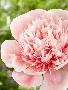 a large pink flower is blooming in the garden