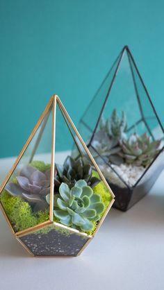 two glass terrariums with succulents in them on a white table