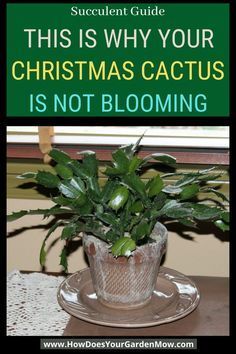 a potted plant sitting on top of a table with the words, this is why your christmas cactus is not blooming