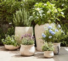 three planters with plants in them sitting on the ground next to some shrubbery