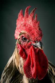 a close up of a rooster's head with a black background in the background