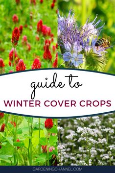 flowers and plants with text overlaying the title guide to winter cover cropping