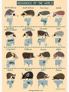 the hedgehogs of the world are shown in this chart, with different types and colors