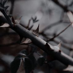 a close up view of a branch with leaves