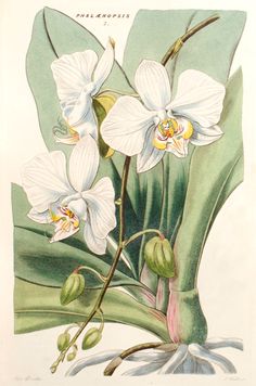 an illustration of white orchids with green leaves