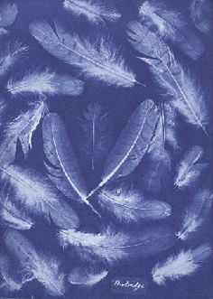 blue feathers are arranged in a circle