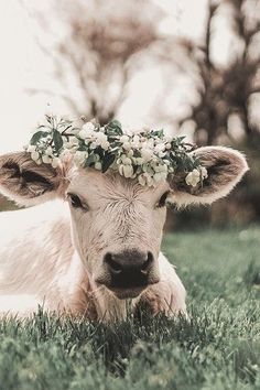 a cow laying in the grass wearing a flower crown