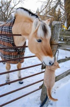 a horse wearing a blanket standing next to a fence in the snow with it's nose on another horse