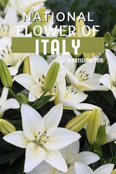 Learn about the national flower of Italy in our latest article. We bring you all about lily flowers and other popular flowers of Italy. Italian Women Style, Italian Flowers, Celtic Heritage, Popular Flowers, Lily Flowers, Italian Garden, White Lily