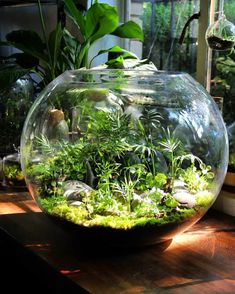 a fish bowl filled with plants and rocks on a wooden table in front of a window