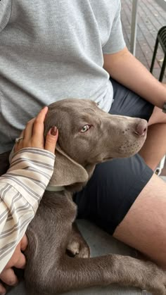 a person holding a dog on their lap