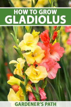 how to grow gladiolus in the garden's path with text overlay