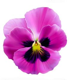 an image of a purple flower on a white background