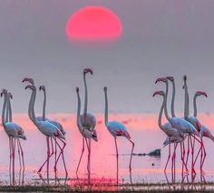 a group of flamingos standing in the water at sunset