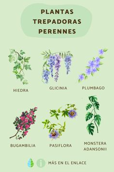 an image of plants that are labeled in spanish