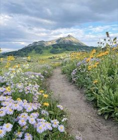 a dirt path surrounded by wildflowers with a mountain in the background