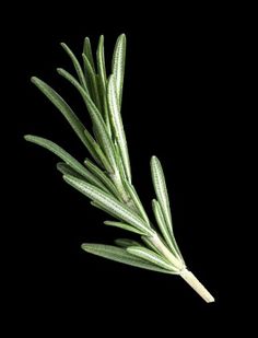 a close up of a green plant on a black background