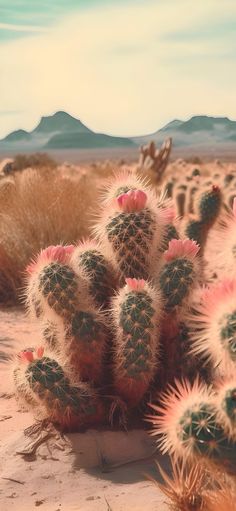 a cactus in the desert with mountains in the background