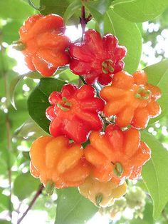 some red and yellow flowers hanging from a green leafy tree in the sun light