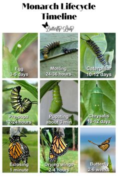 the monarch butterfly life cycle is shown in this chart, which shows how many different butterflies are