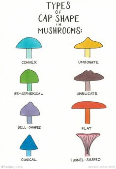 the different types of mushrooms are shown in this drawing, which shows them all colors