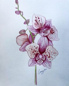 a drawing of pink and white orchids on a white paper with watercolor pencils