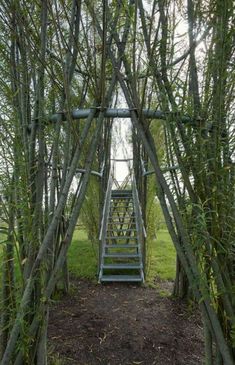 a set of steps leading up to the top of a tree lined area with branches