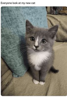 a gray and white kitten sitting on top of a bed next to a blue pillow