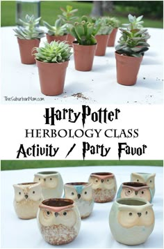 harry potter's herbology class activity with potted cacti and succulents