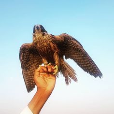 a person holding a bird in their hand