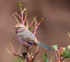 a small bird sitting on top of a tree branch