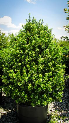 a large potted plant sitting on top of a gravel ground next to some bushes