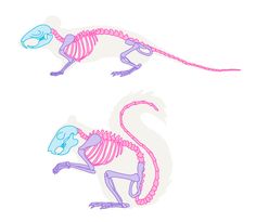 two drawings of an animal skeleton and a lizard skeleton, one is pink and the other is blue