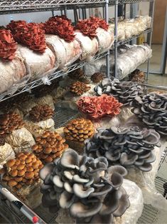 many different types of mushrooms on display in a store