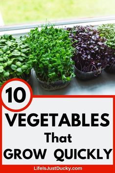 vegetables that grow quickly in pots on a window sill with the words 10 vegetables that grow quickly above them