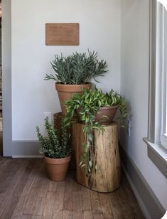 three potted plants sitting on top of wooden stumps in front of a window