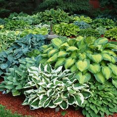 a garden filled with lots of green and white plants