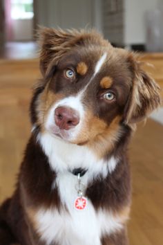 a brown and white dog sitting on top of a wooden floor