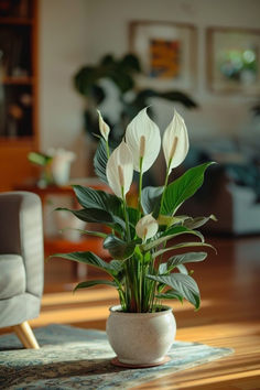 a potted plant sitting on top of a wooden floor