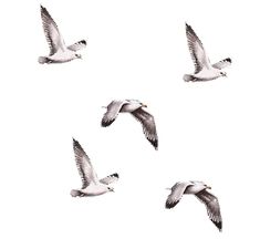 six seagulls flying in the sky together