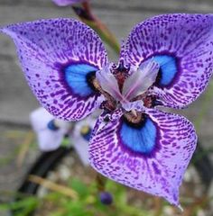 a purple flower with blue spots on it