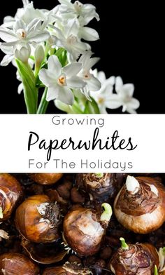 white flowers and some brown mushrooms with the words growing paperwhites for the holidays