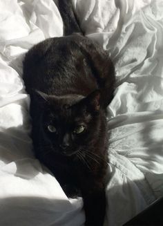 a black cat laying on top of a bed