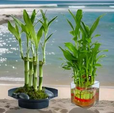 there are two potted plants on the beach