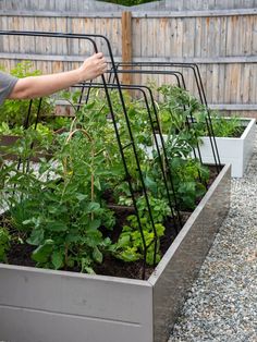 a person is picking up plants in a raised garden bed with metal bars on the sides