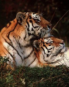 two tigers laying down in the grass with their heads on each other's shoulders