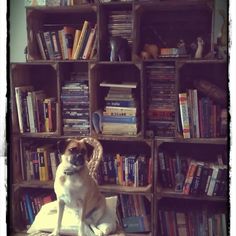 a dog sitting on the floor in front of a bookshelf full of books