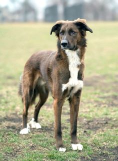 a brown and white dog standing on top of a grass covered field with trees in the background