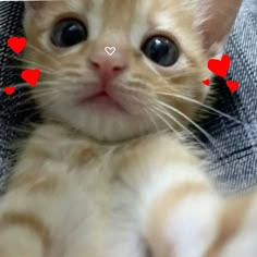 an orange kitten with hearts on it's chest